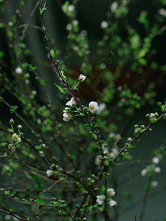 しなやかな枝が美しいです。