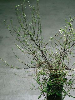 ふわっと広がるような枝の形（使用花器はCaloreのブラック）。