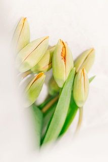 開花が楽しみ😊