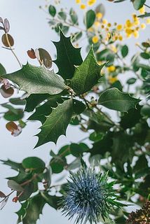 ヒイラギの葉はギザギザしているので取り扱いにご注意ください