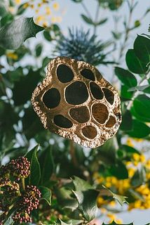 蓮の実は一部変色している場合がございます。