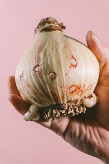 傷がついていますが生育には問題ございません