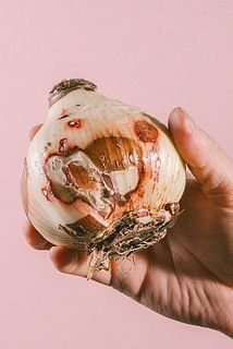 傷がついていますが生育には問題ございません