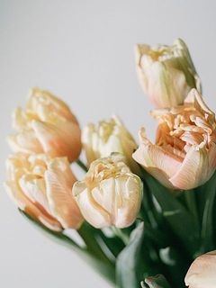 7本組でお届けします。