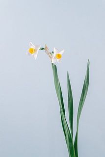 花付きや形には個体差がございます。