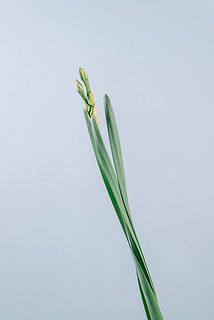 蕾の状態でお届けする場合がございます。