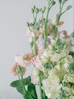 蕾も咲いてきます🌱