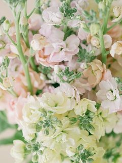 ふんわり、くしゅくしゅしたお花がかわいい🥰