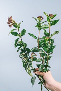 実付き、枝ぶりには個体差があります。