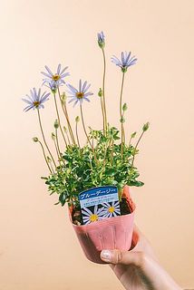 花付きや大きさには個体差がございます。