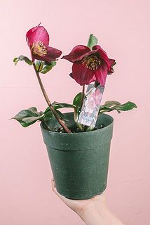 花付きや大きさには個体差がございます。