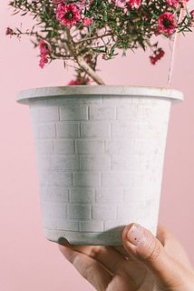 鉢が汚れている場合がございます。気になる方は優しく拭き取ってください。