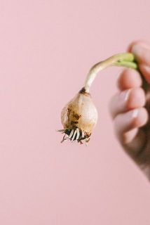 根っこがちぎれてしまっても、生育には問題ございません。