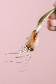 一部球根が黒くなっていたり、皮が剥けている可能性も。生育には問題ございません。大きい穴が空いている、カビが全体に広がっている場合はお問合せまで。