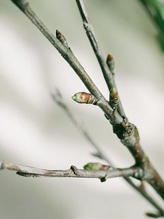 桜は蕾の状態でお届けします。開花まで1〜２週間かかる場合も。※枝ぶりには個体差がござます。