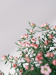  中にはまだつぼみのものも。