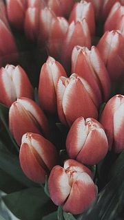 赤とホワイトのコントラストがかわいい！