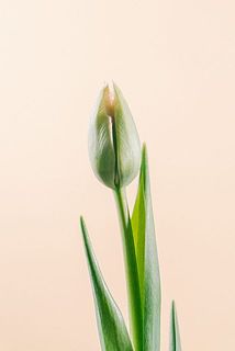 個体差によりグリーンがかったチューリップも時間が経つと色付きます。