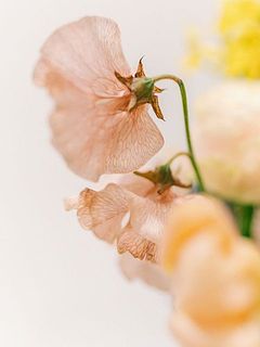 染めの花は色の出方に個体差があります。個性を楽しんで😉