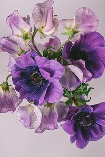 スイートピーの色味、品種はおまかせになります。