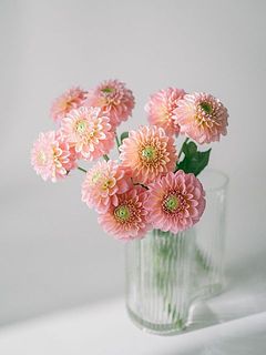 小輪のダリア「ホットピンクオセロ」をたっぷり10本お届け。