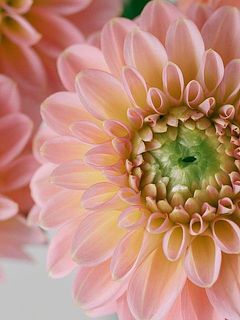 ダリアはとても繊細。花びらには傷がついていることも。弱っている花びらは取ってあげましょう。