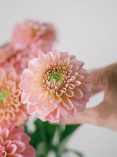 コロンと丸い形がかわいいダリアです🦩