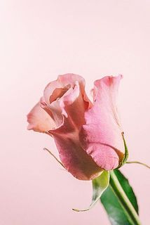 ブラウンピンクの花びらが美しい✨