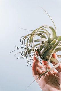 根がしっかり生えている個体も。品質に問題はありません。土に植える必要もありません。