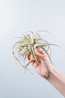 手のひらサイズです🖐️