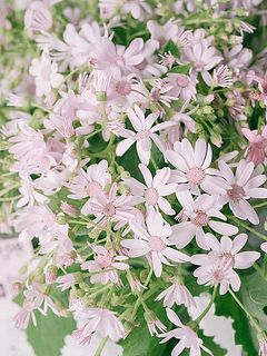 お花の真ん中までピンク色なんてかわいすぎます🥹