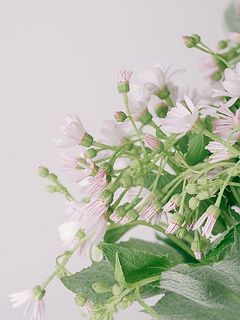 1本にたくさんのお花がつきます。