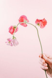 品種の特性で先端が白っぽい個体も。曲がっていても水揚げを行うことでシャキッとします。