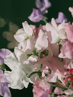 ひらひらの花びらにきゅん😍