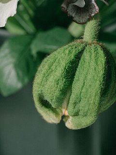 一推し！特大ポピー🌼