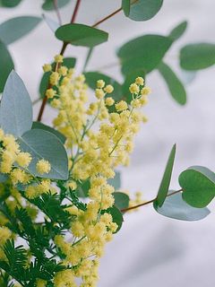 ミモザは特別。この時期にたっぷり楽しみましょう！