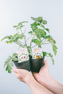 品種はおまかせになります。