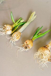 球根には個性が色々。皮が付いていない状態でお届けするものが多めです。