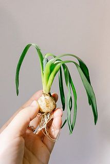 長い葉のムスカリは重みでしんなりしがち。元々の特性です。