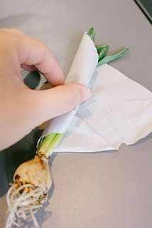 しょんぼりしているものは、葉の部分に軽く霧吹きをして、紙で軽く巻いてみて。