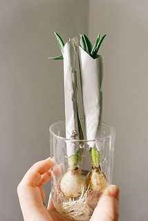 浅い水につけてしばらく様子をみてください。葉の状態が変わらない場合は葉の根本からカットして飾ってみて。