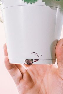 鉢が汚れている場合がございます。