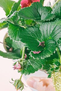 一部、花びらが散っている場合がございます。