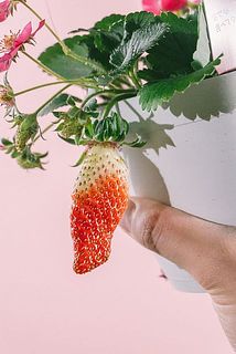 ユニークな形のいちご🍓