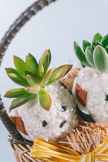 シマエナガの頭の上に可愛い多肉が乗っています🐦