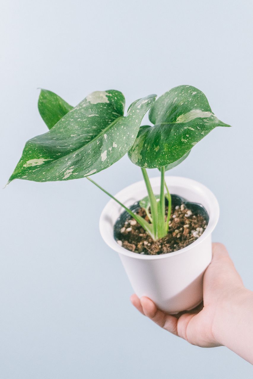 つねりん オルゴナイト モンステラ型 4点 つねりん オルゴナイト