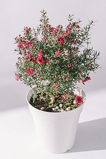 お花の咲き具合には個体差があります。