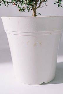 鉢が汚れている場合がございます。気になる方は優しく拭き取ってください。