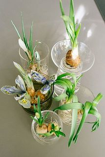 蕾の状態で届きます（一部配送中に開花が進んでいる場合も）。成長をお楽しみに。