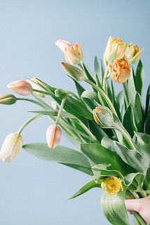 蕾の状態から少しづつ色づいてゆきます。